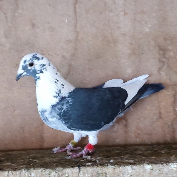 Femela 24-307 - Baltat negru