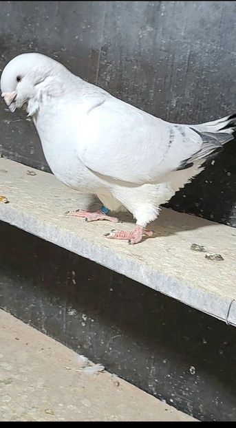 M 2021 - VOIAJOR ROMANESC DE FRUMUSETE MASCULI