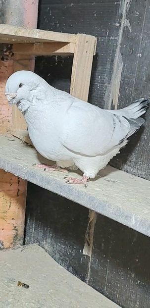 M 2021 - VOIAJOR ROMANESC DE FRUMUSETE MASCULI