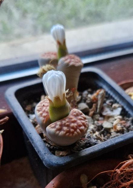  - Lithops 2022-2023-2024