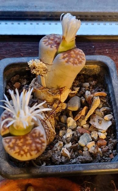 Cat pe ce sa-l ratez - Lithops 2022-2023-2024-2025