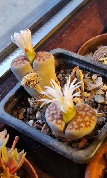  - Lithops 2022-2023-2024