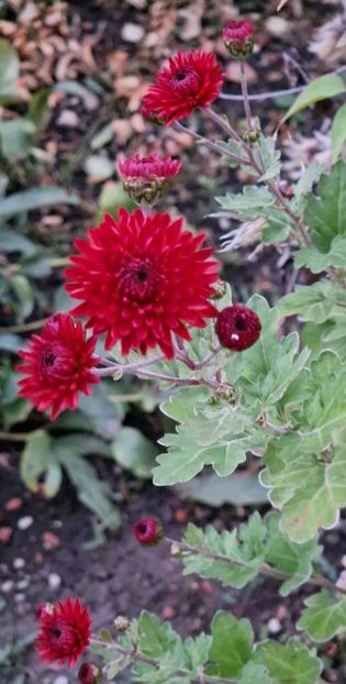 Un fir de tufanica - Noiembrie 2024