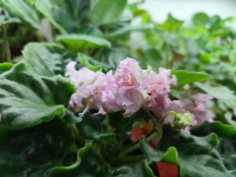 10 noiembrie 2024 - KZ Danocika