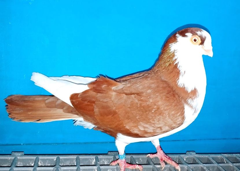 13459  Mascul  2024 - 00001 porumbei dragi mie arhivă