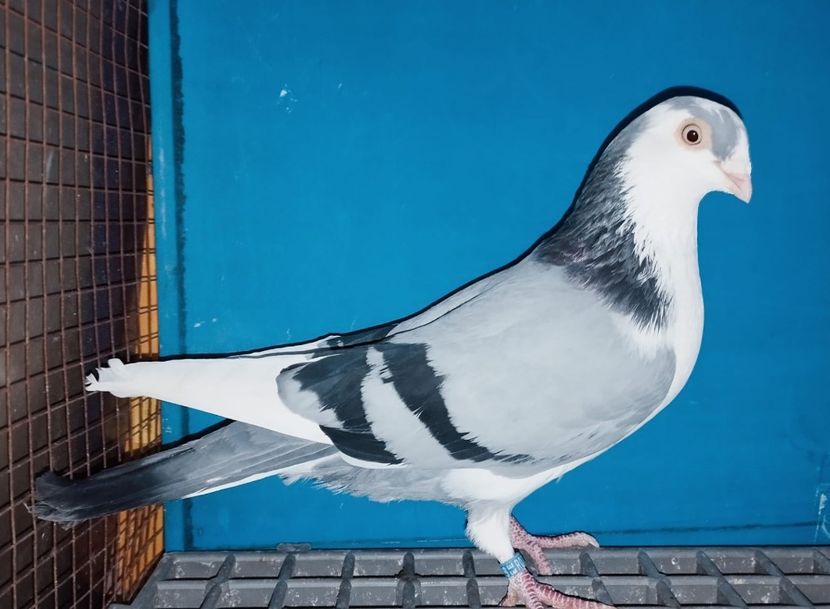 28025  Mascul  2024 - Jucători de Galați