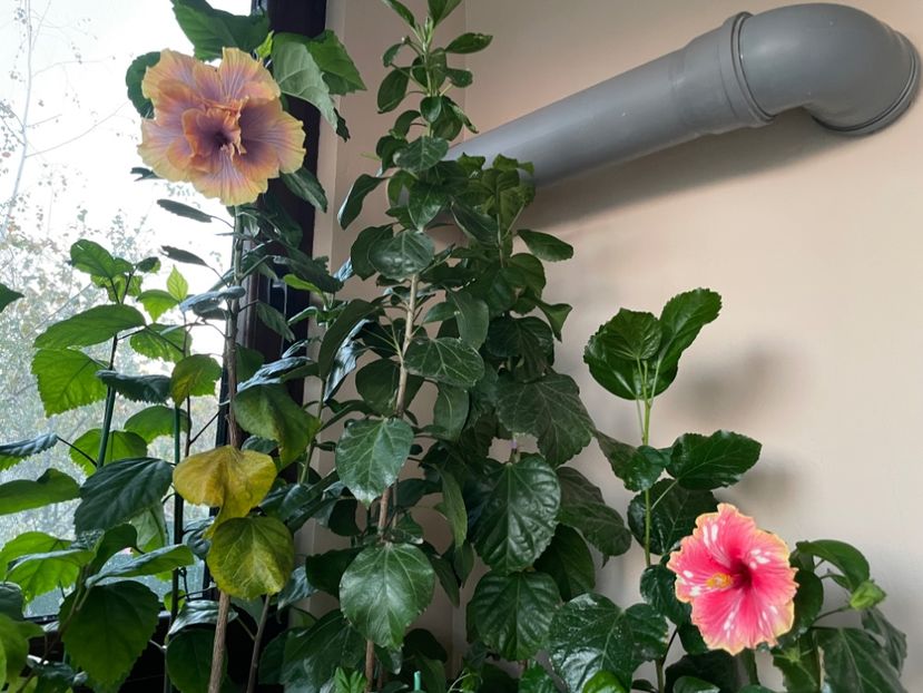  - 001 - Hibiscusi 2024 - 2