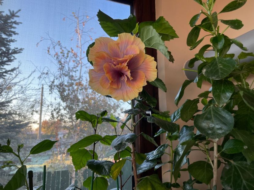  - 001 - Hibiscusi 2024 - 2