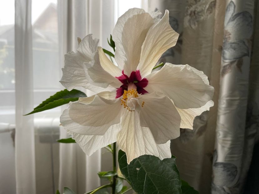  - 001 - Hibiscusi 2024 - 2