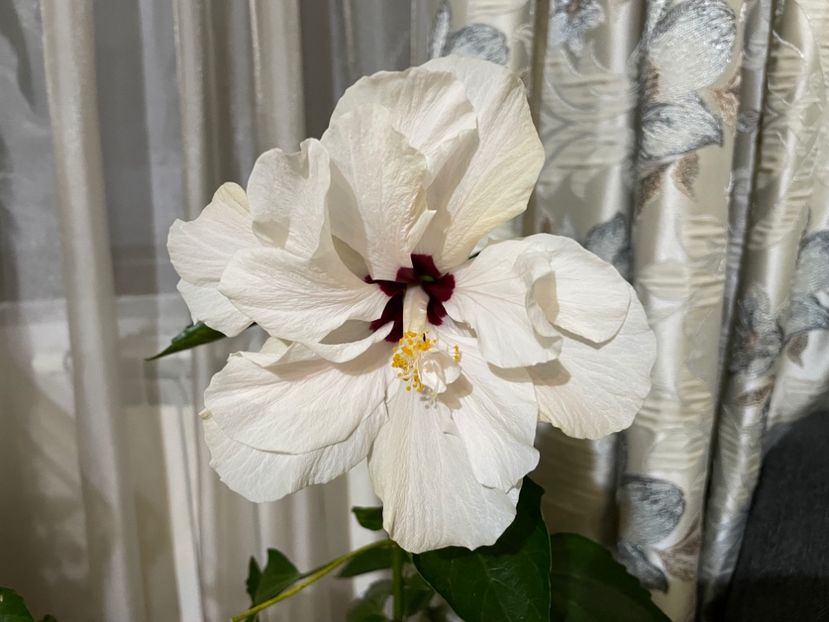  - 001 - Hibiscusi 2024 - 2