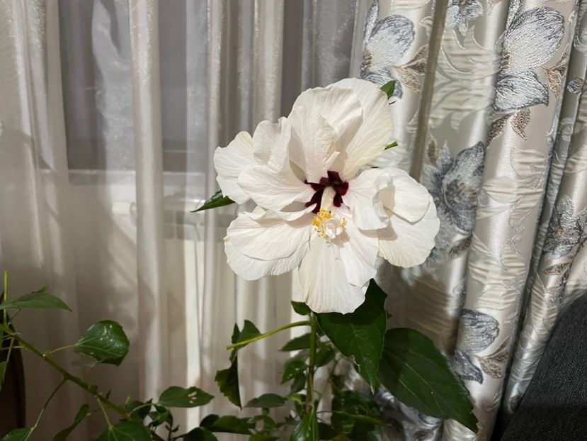  - 001 - Hibiscusi 2024 - 2