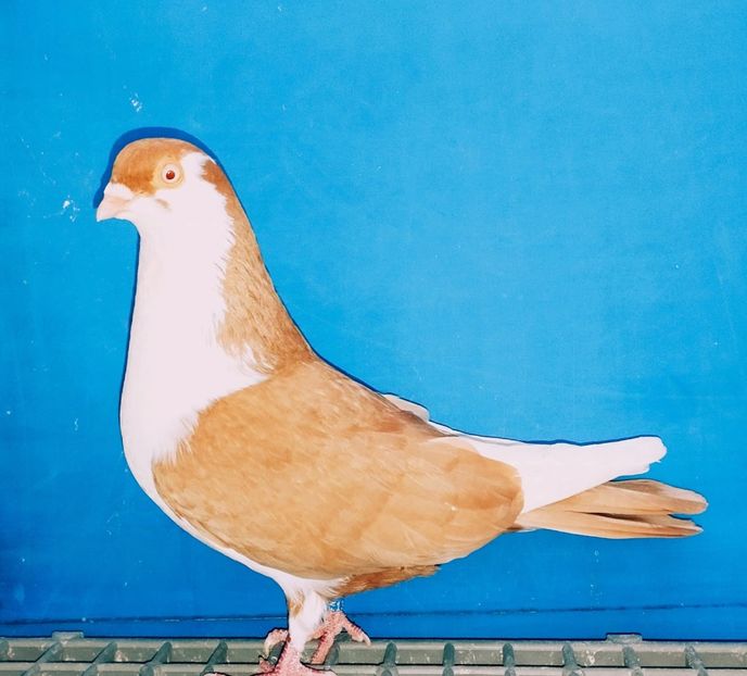 13425  Mascul  2024 - Jucători de Galați