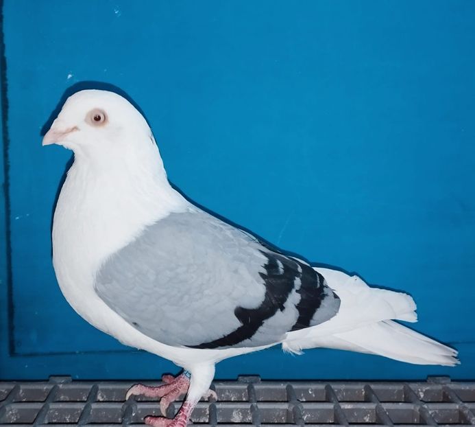 13375  Mascul  2024 - Jucători de Galați