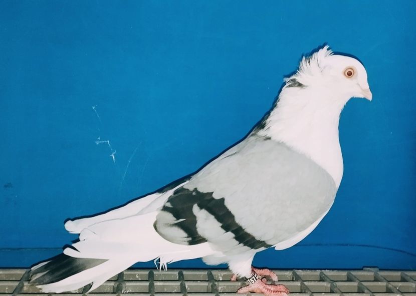 4357(22)  Mascul  2024 - Jucători de Galați