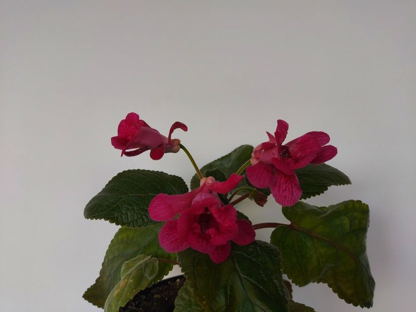 Isa's Gorgeus - A-Flori 2024