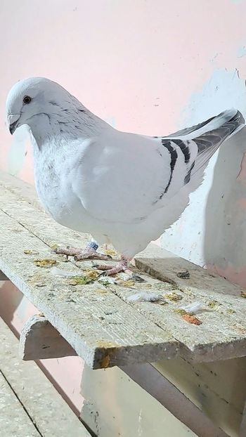 Bomba 2024 - VOIAJOR ROMANESC DE FRUMUSETE FEMELE