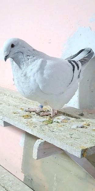 Bomba 2024 - VOIAJOR ROMANESC DE FRUMUSETE FEMELE