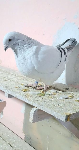 Bomba 2024 - VOIAJOR ROMANESC DE FRUMUSETE FEMELE