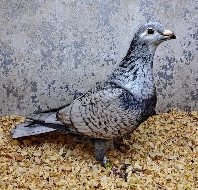  - Nu îmi aparțin 8