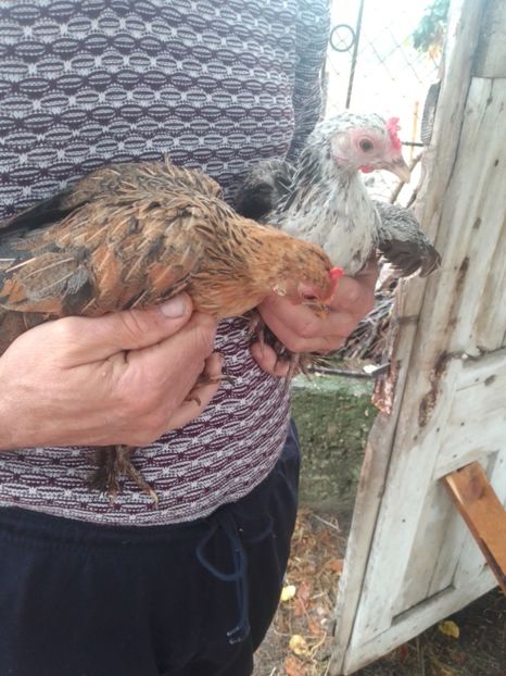 2f5c52ed-6822-42ba-ad60-2aa05a9d415b-1_all_167 - Gaini pitice