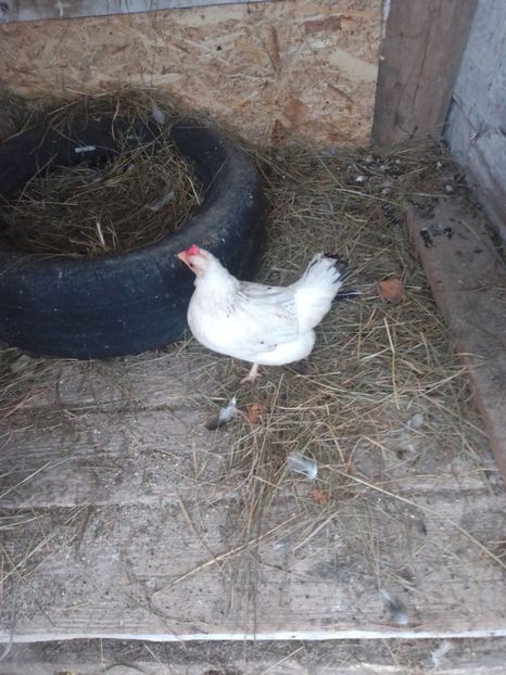 2f5c52ed-6822-42ba-ad60-2aa05a9d415b-1_all_166 - Gaini pitice