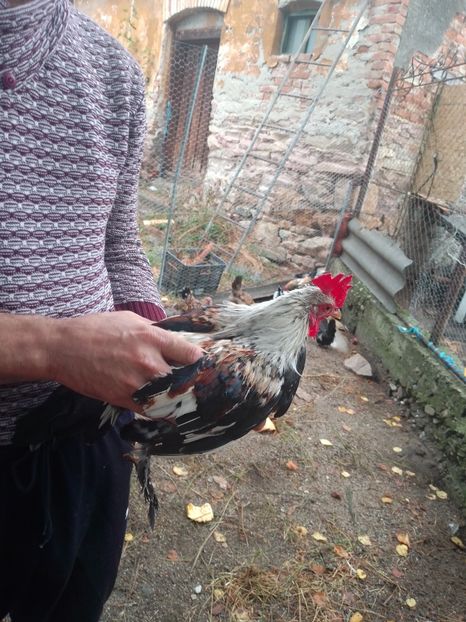 2f5c52ed-6822-42ba-ad60-2aa05a9d415b-1_all_170 - Gaini pitice