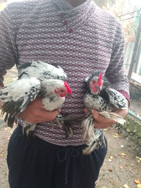 2f5c52ed-6822-42ba-ad60-2aa05a9d415b-1_all_169 - Gaini pitice