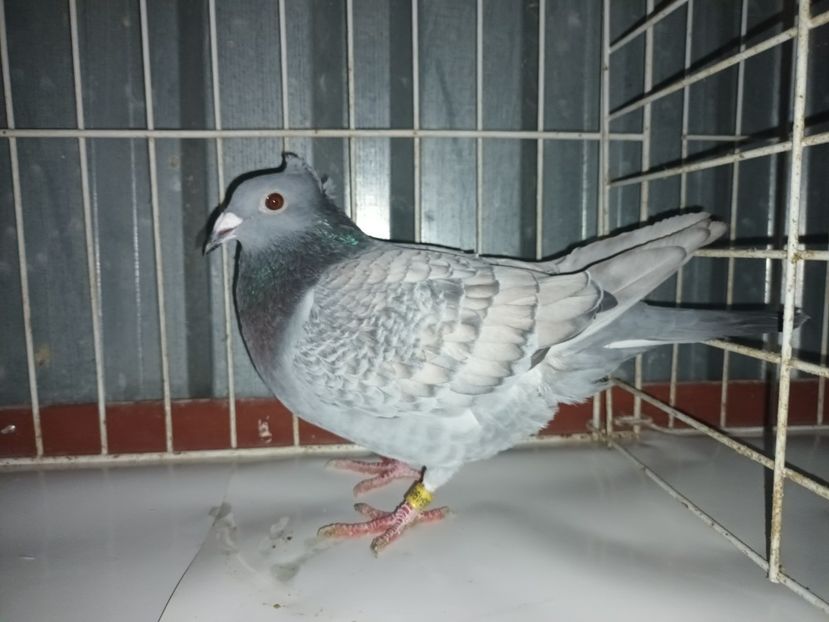 Mascul 2024 - Voiajori Jan Aarden Kuif 2024