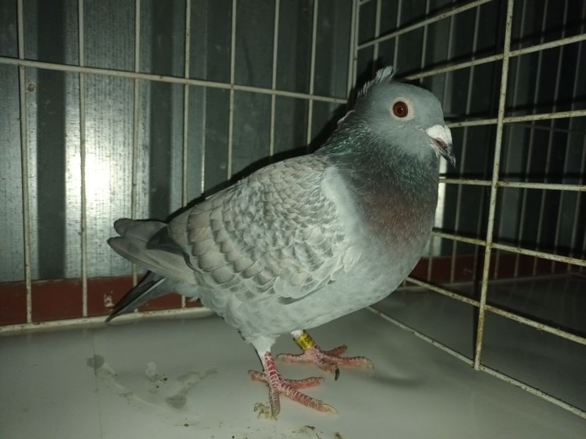  - Voiajori Jan Aarden Kuif 2024