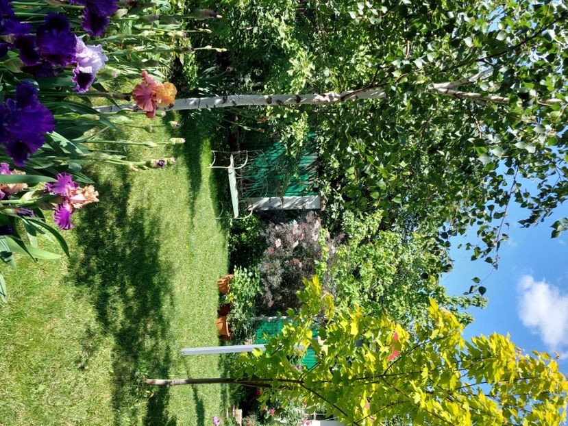  - 2024 continuare april mai