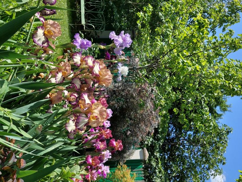  - 2024 continuare april mai