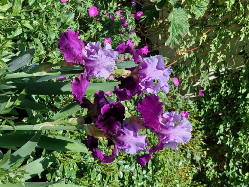  - 2024 continuare april mai