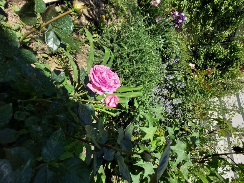  - 2024 continuare april mai