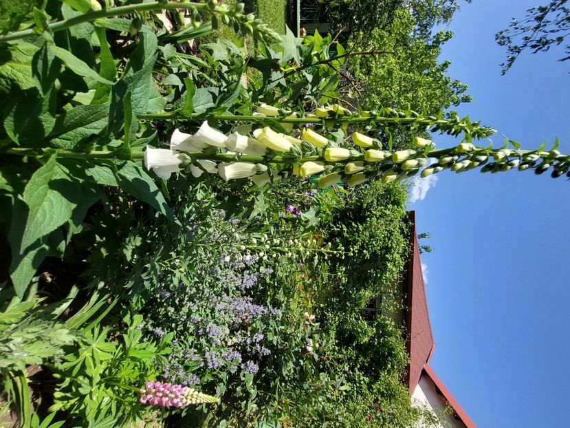  - 2024 continuare april mai