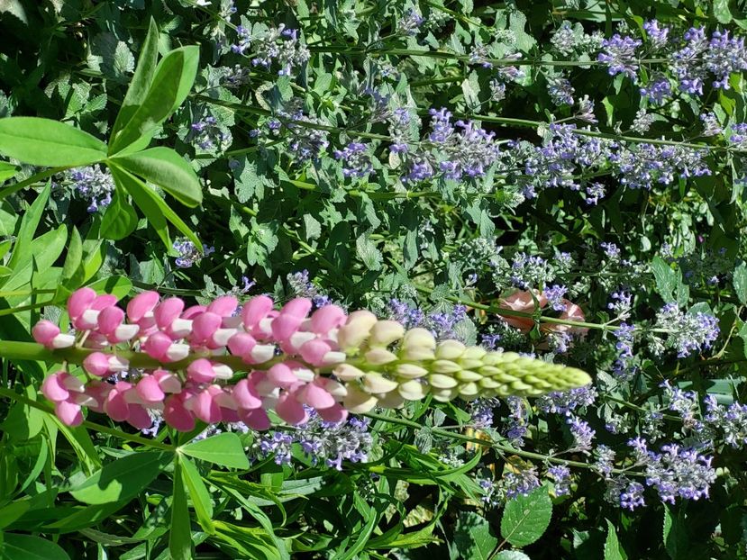  - 2024 continuare april mai