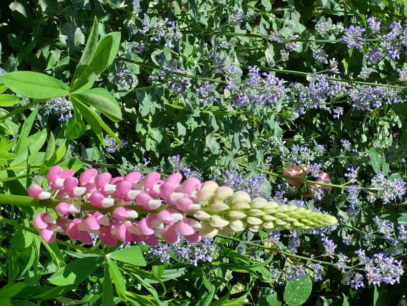  - 2024 continuare april mai