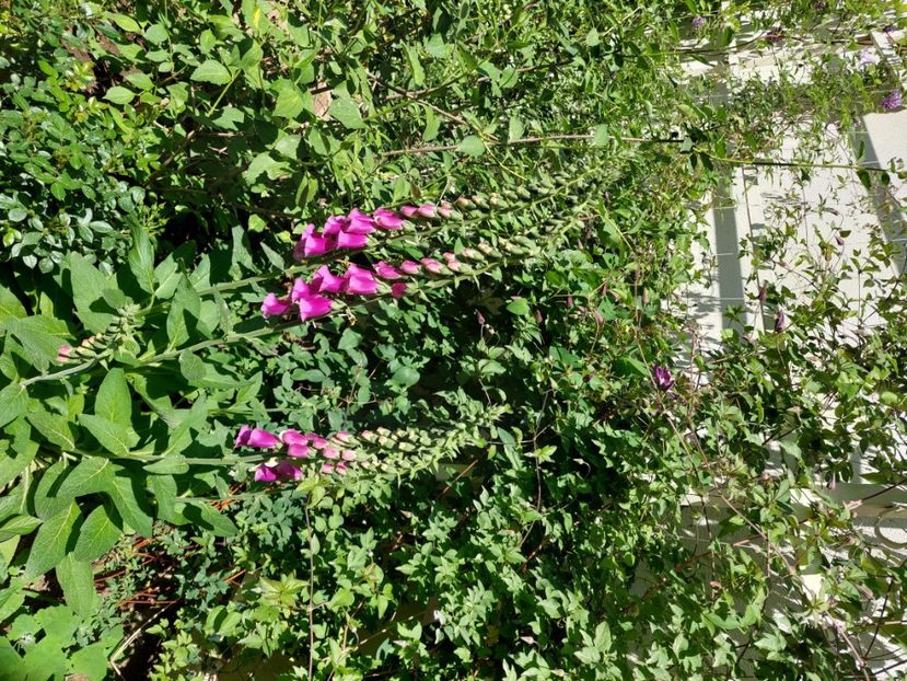  - 2024 continuare april mai