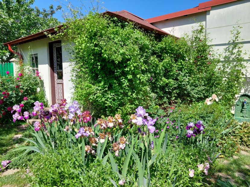  - 2024 continuare april mai