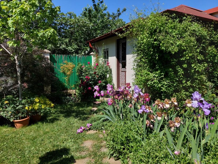  - 2024 continuare april mai