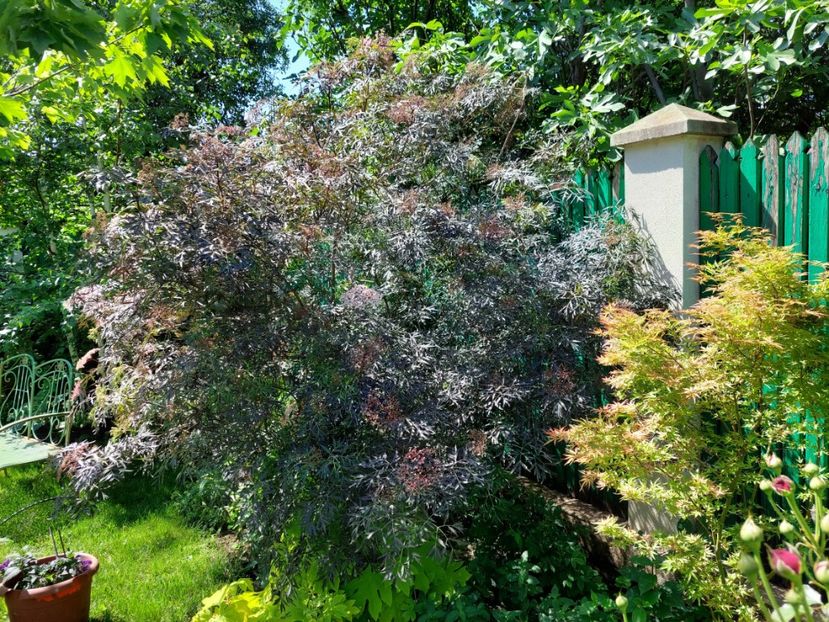  - 2024 continuare april mai