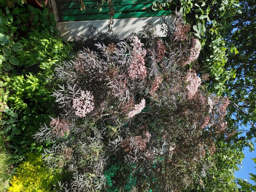  - 2024 continuare april mai