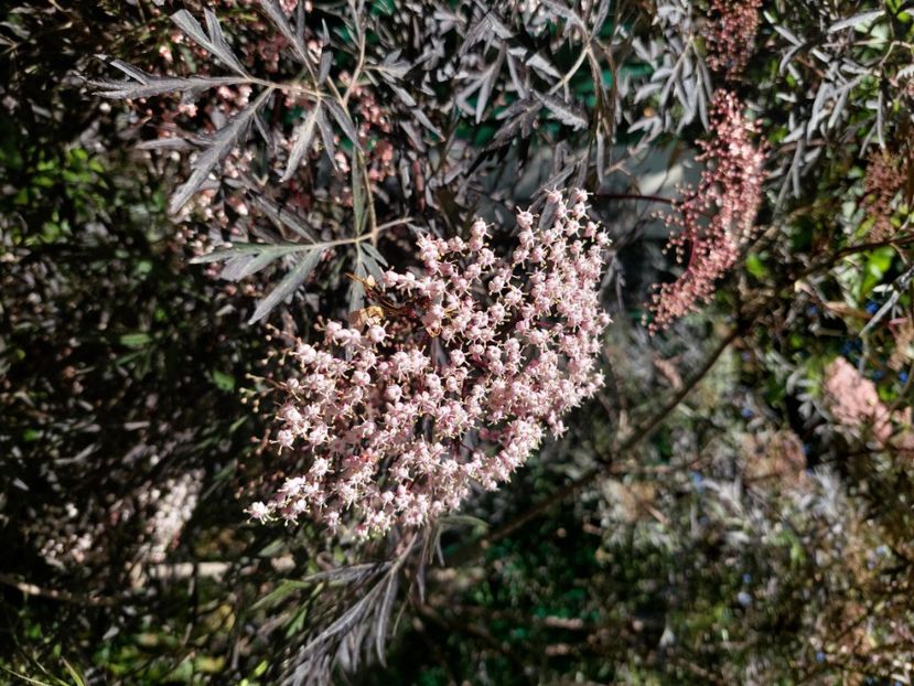  - 2024 continuare april mai