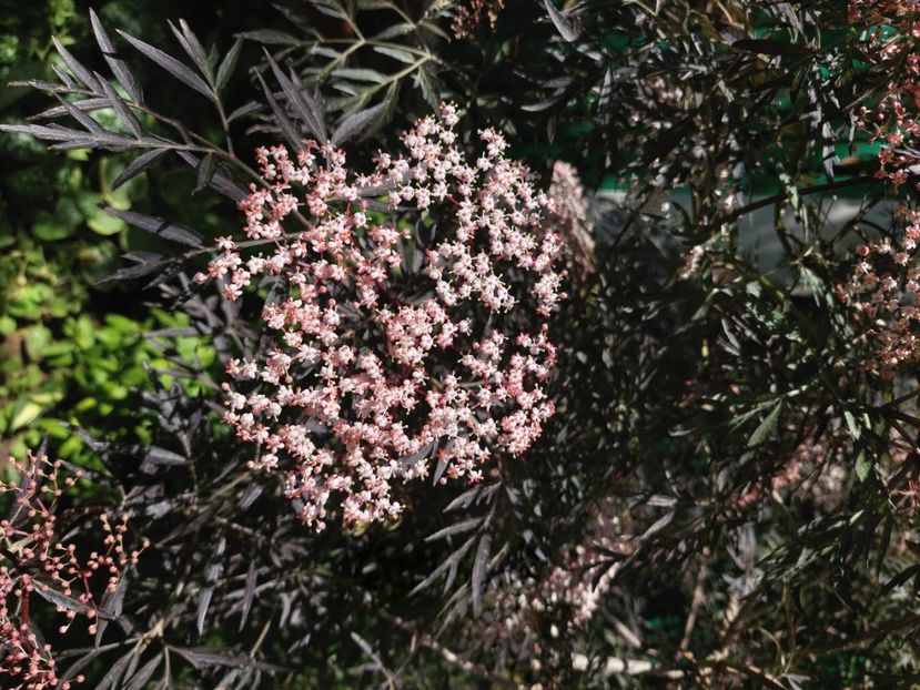  - 2024 continuare april mai