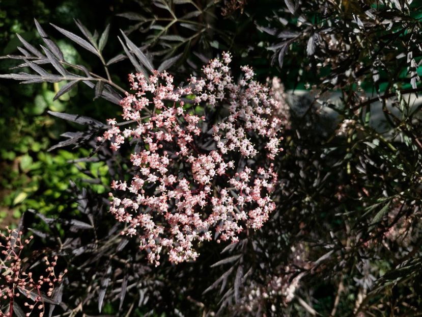  - 2024 continuare april mai