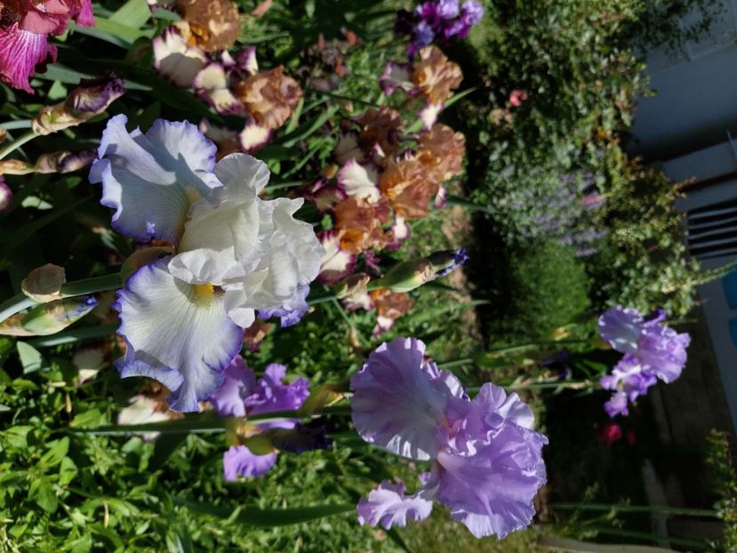  - 2024 continuare april mai