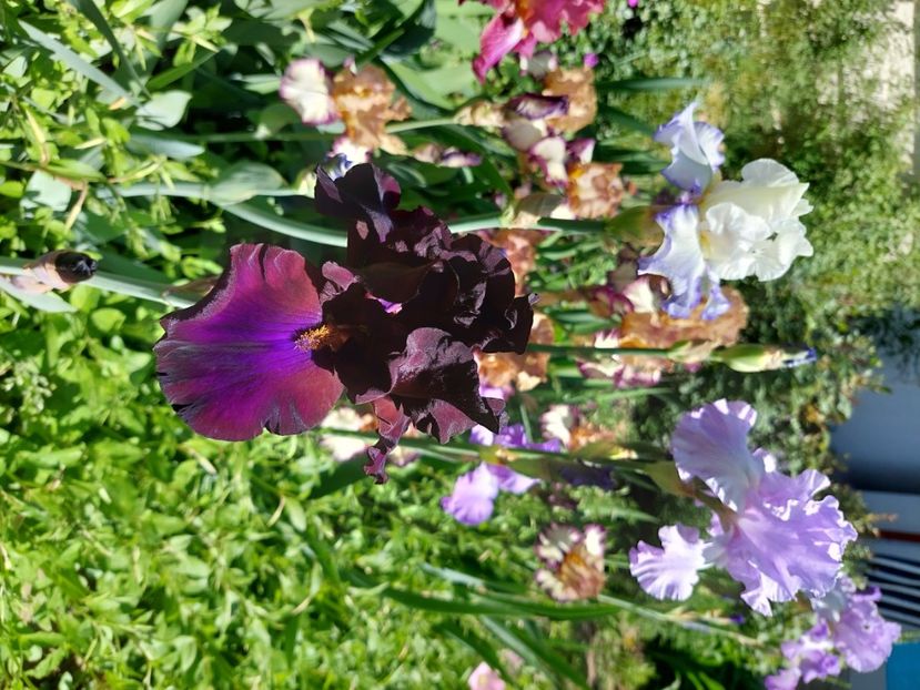  - 2024 continuare april mai