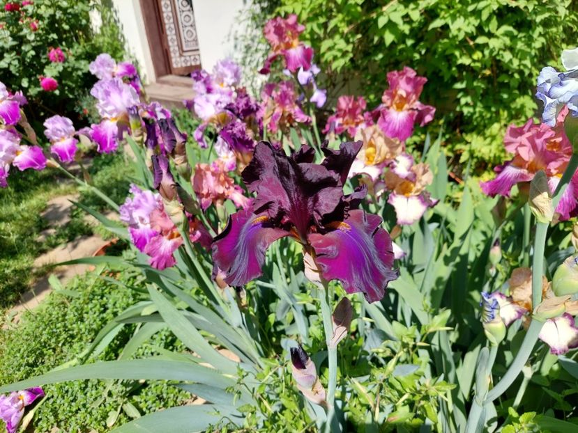  - 2024 continuare april mai