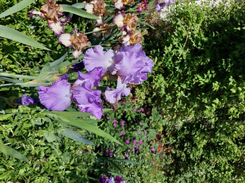  - 2024 continuare april mai