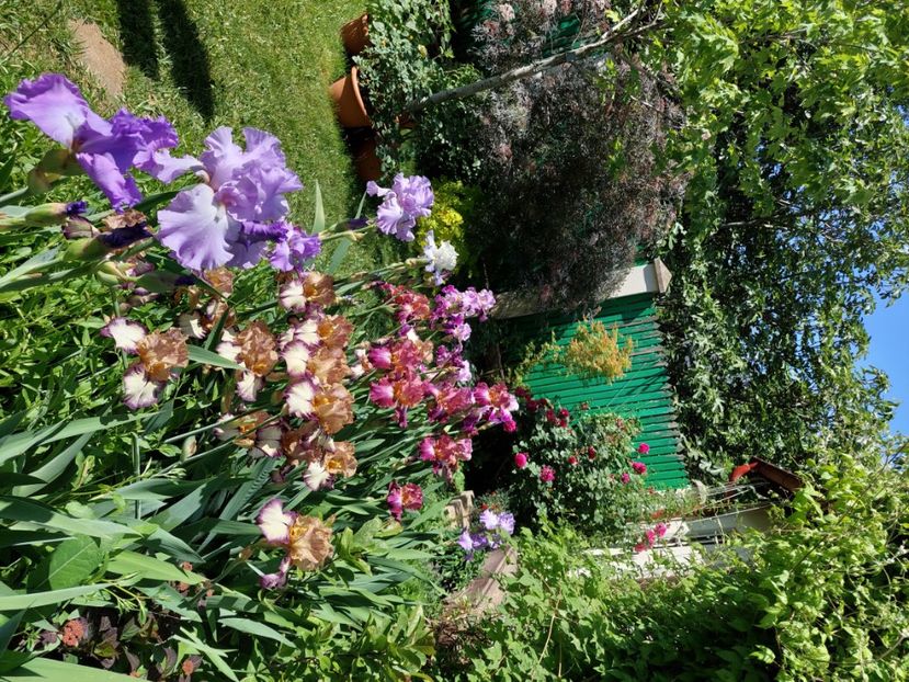  - 2024 continuare april mai