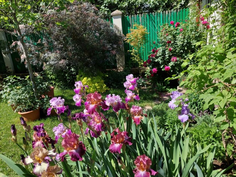  - 2024 continuare april mai